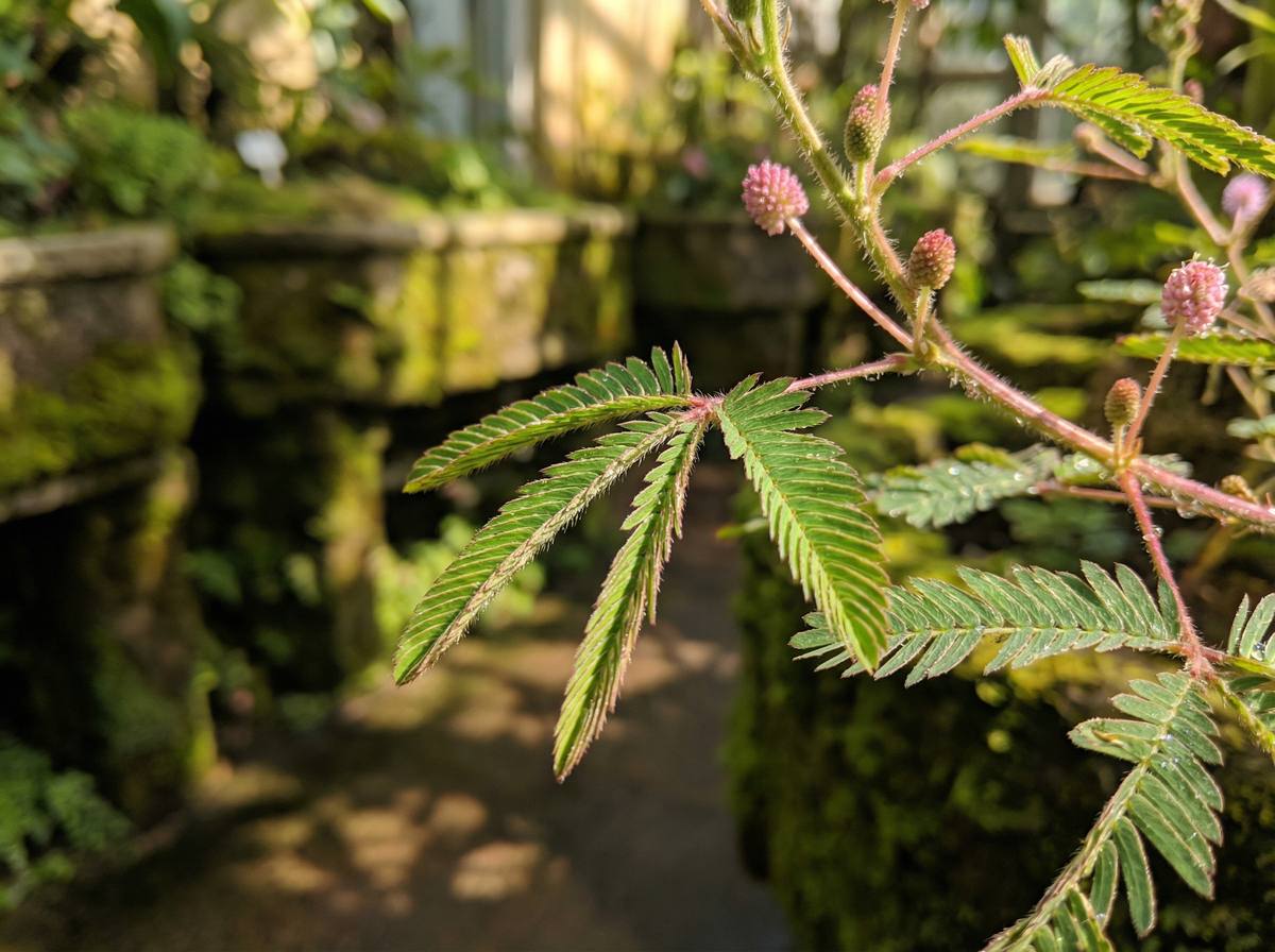 四虎视频含羞草视频教程
